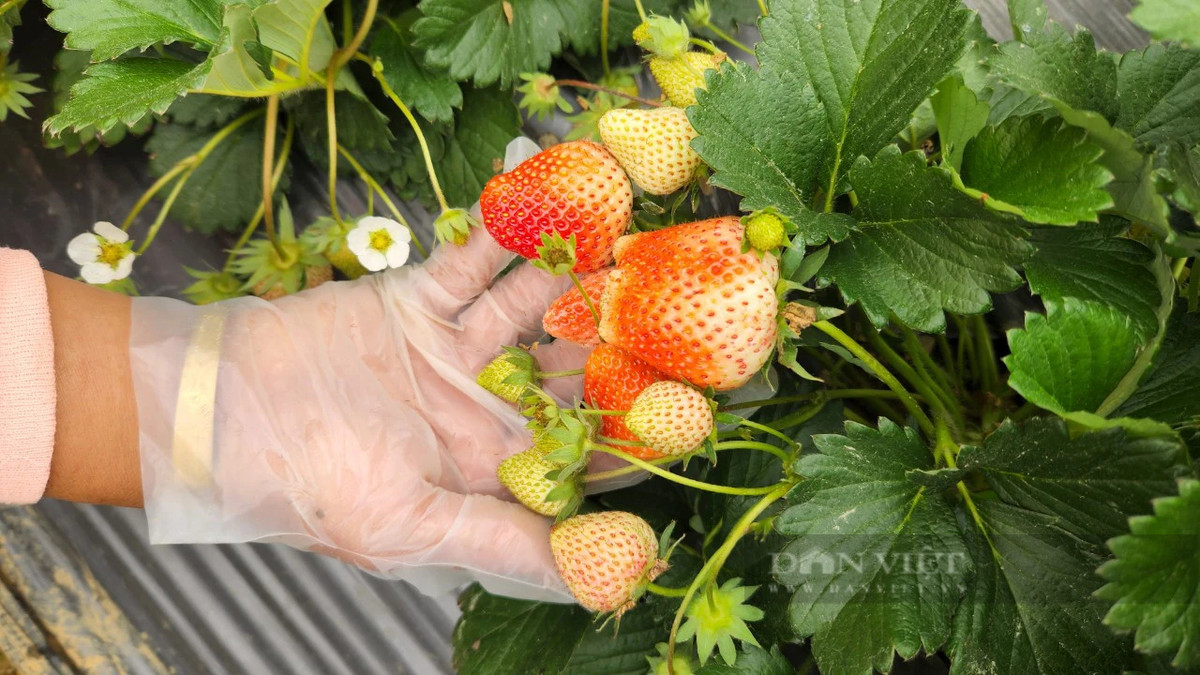 Trong loai qua ngon, mot thanh nien Lai Chau lai 300 trieu/vu-Hinh-3