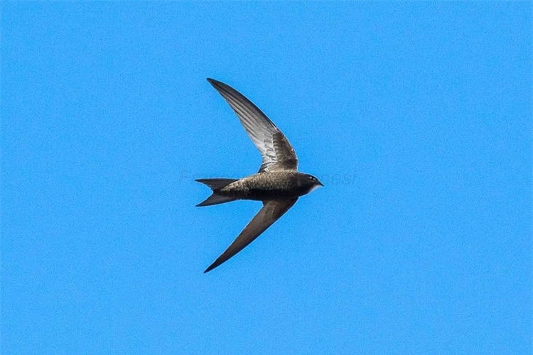 Ky la chim yen bay toi 10 thang khong can ha canh