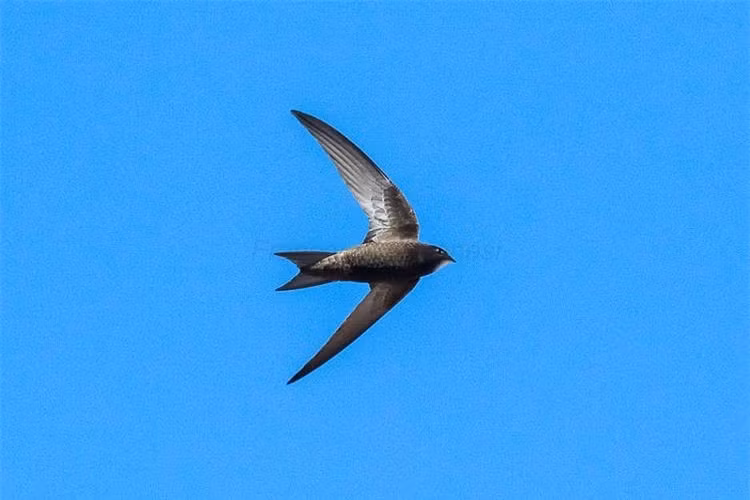 Ky la chim yen bay toi 10 thang khong can ha canh