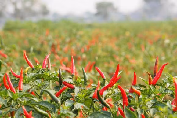 Vi tri trong ot hut tai loc, chi 1 cay gia chu cung sung tuc