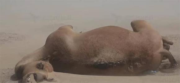 Tai sao khong duoc dung vao xac lac da trong sa mac?