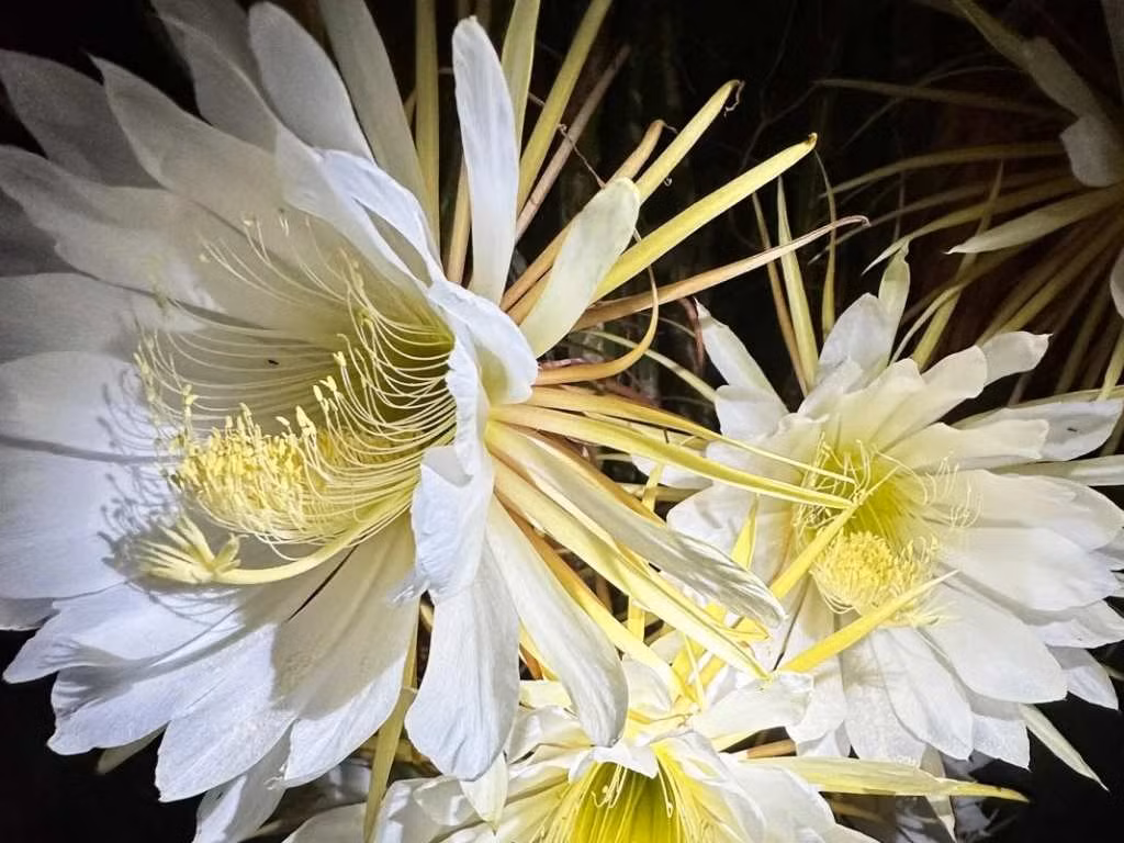 Bat ngo loai hoa trang ngan chi no ve dem la dac san bo duong-Hinh-3