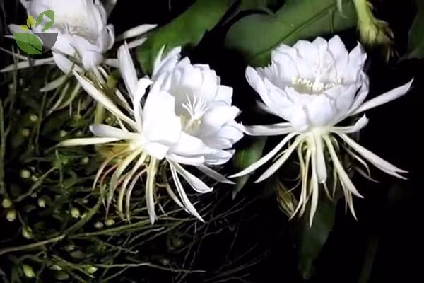 Bat ngo loai hoa trang ngan chi no ve dem la dac san bo duong