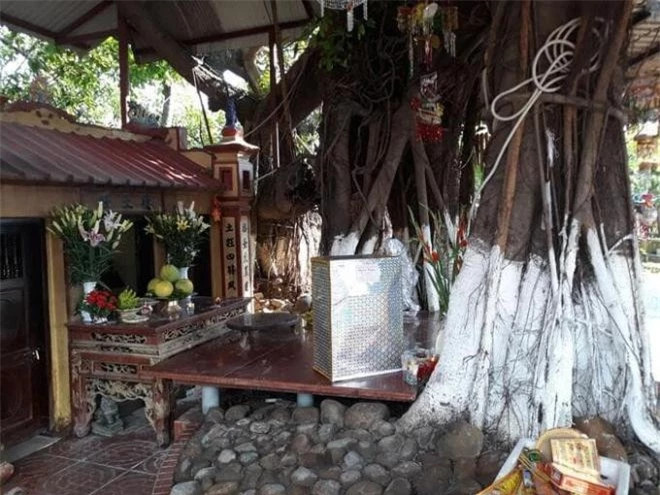 Ngỡ ngàng cây đa cổ thụ 13 gốc lớn nhất Việt Nam ảnh 3 Ngỡ ngàng cây đa cổ thụ 13 gốc lớn nhất Việt Nam ảnh 3