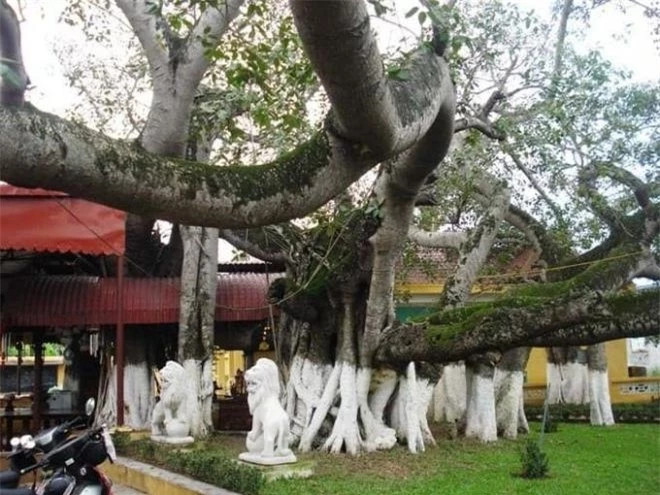Ngỡ ngàng cây đa cổ thụ 13 gốc lớn nhất Việt Nam ảnh 1 Ngỡ ngàng cây đa cổ thụ 13 gốc lớn nhất Việt Nam ảnh 1