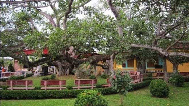 Ngỡ ngàng cây đa cổ thụ 13 gốc lớn nhất Việt Nam ảnh 4 Ngỡ ngàng cây đa cổ thụ 13 gốc lớn nhất Việt Nam ảnh 4