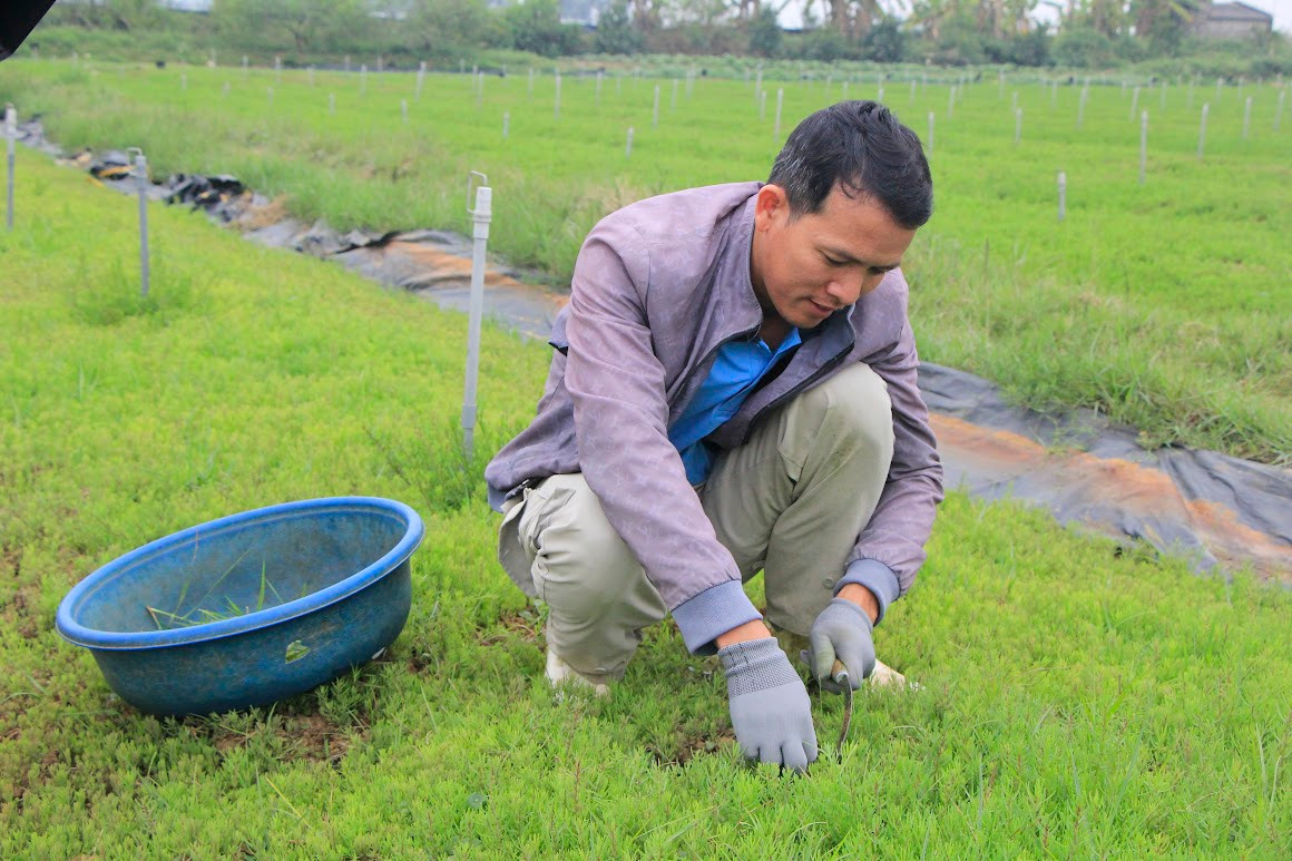 Loại rau dại mọc trên đất nhiễm mặn, một nông dân trồng thành công - Hình 3 Loai rau dai moc tren dat nhiem man, mot nong dan trong thanh cong-Hinh-3