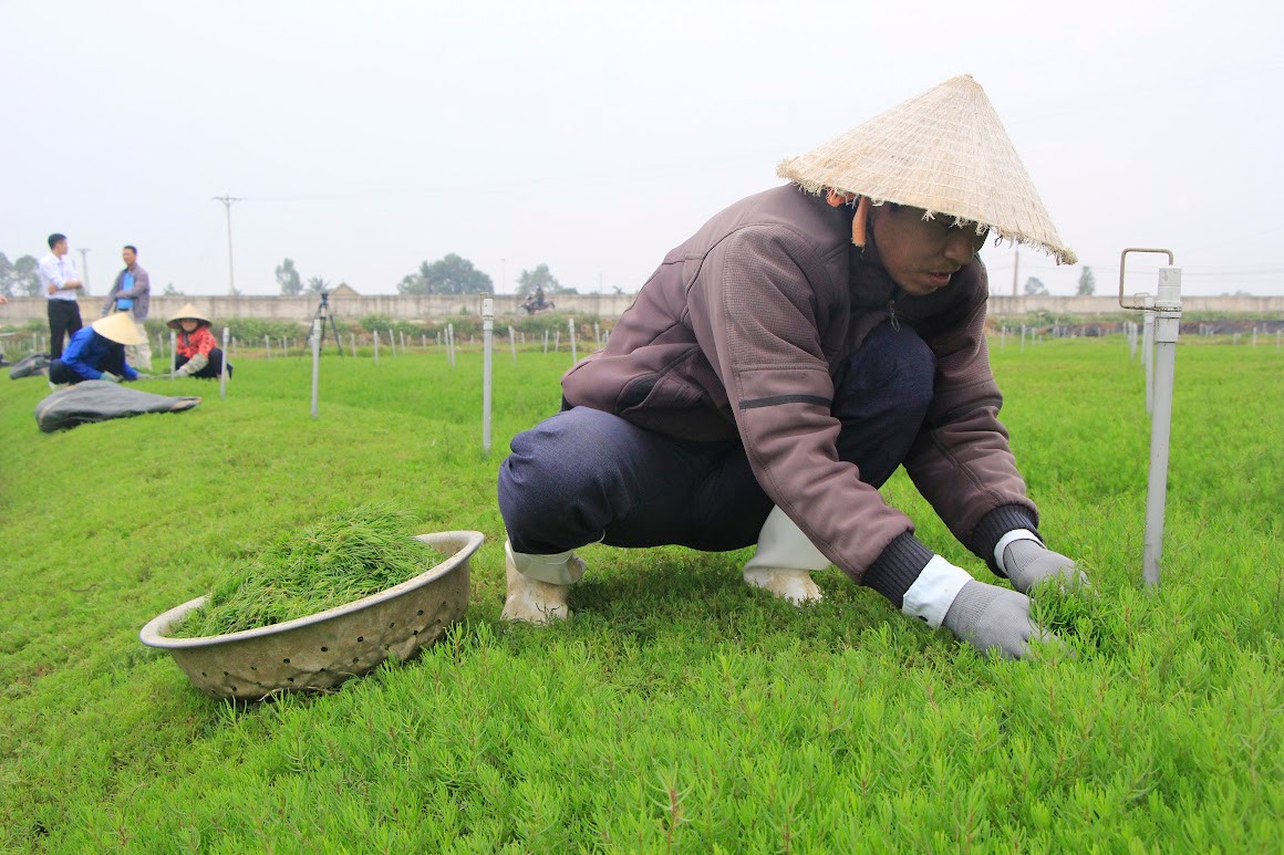 Loại rau dại mọc trên đất nhiễm mặn, một nông dân trồng thành công - Hình 2 Loai rau dai moc tren dat nhiem man, mot nong dan trong thanh cong-Hinh-2
