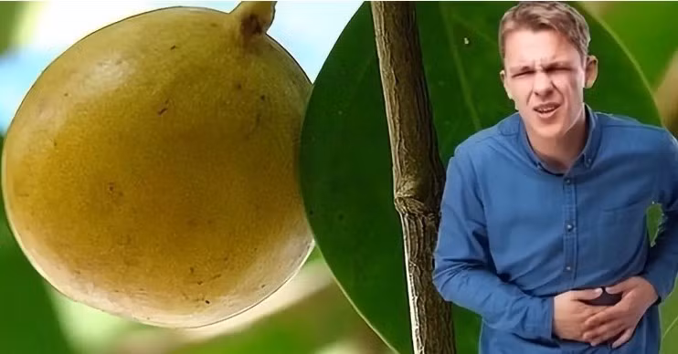 Cay nguy hiem nhat the gioi, chat hay dot deu trung doc-Hinh-3