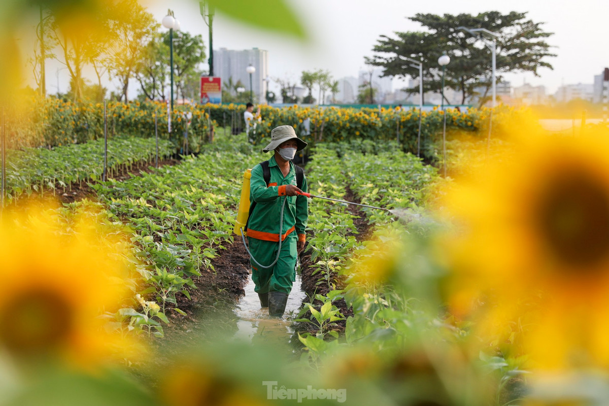 Các công nhân thay phiên nhau nhổ cây, đặt vào chậu, lấp đất lại, mang ra phía ngoài. Vì cây có kích thước khá lớn nên các công nhân sẽ tiến hành cố định bằng dây để cây có thể đứng vững, không bị ngã đổ. Khi đã cố định xong, các công nhân sẽ tiến hành tưới nước để cây tiếp tục phát triển tốt trong chậu.