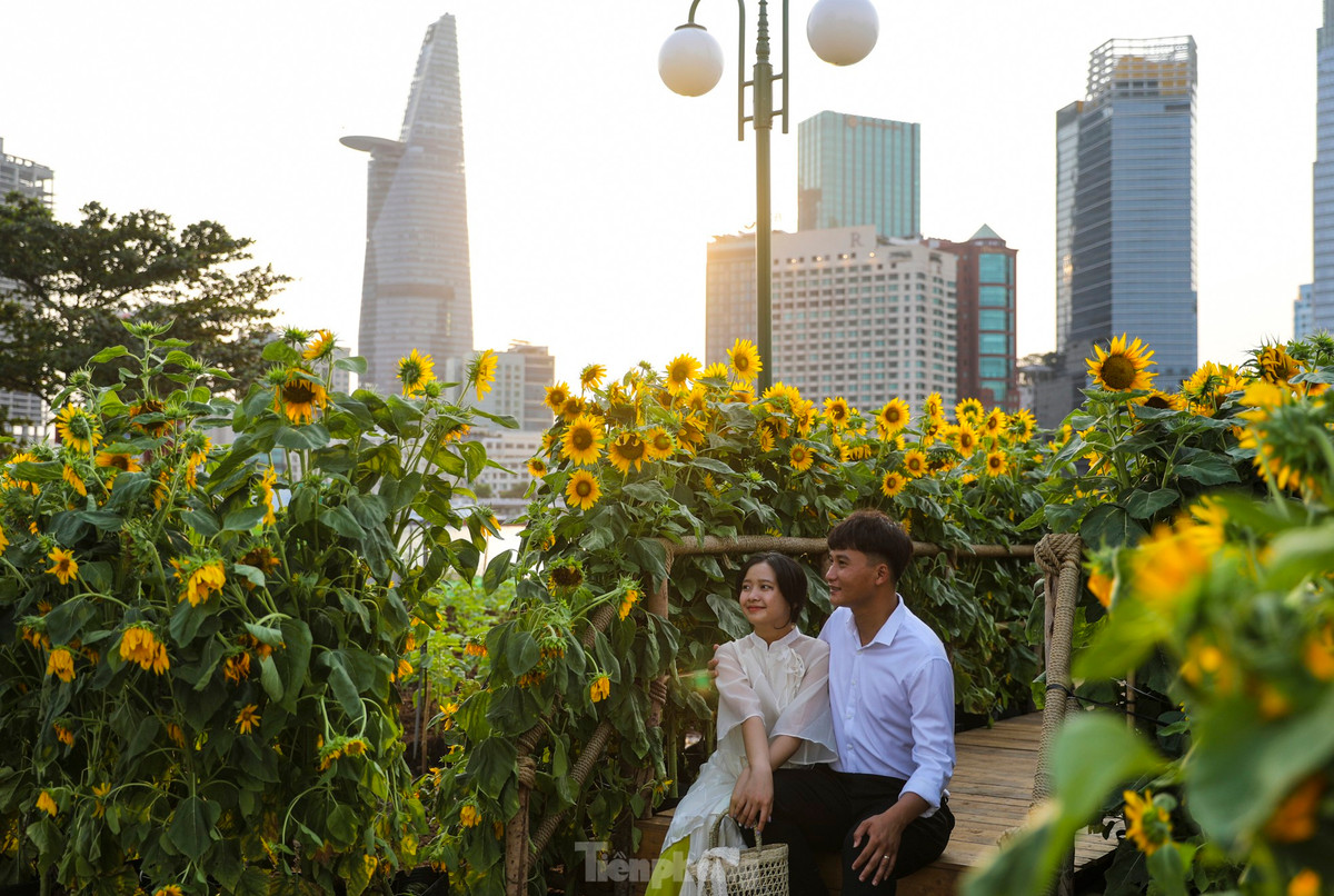 Vị trí trồng cánh đồng hoa hướng dương có "view" đẹp, nhìn ra các hướng sông Sài Gòn, công viên bến Bạch Đằng, cầu Ba Son và ngược lại. * Tiêu đề bài viết đã được biên tập lại