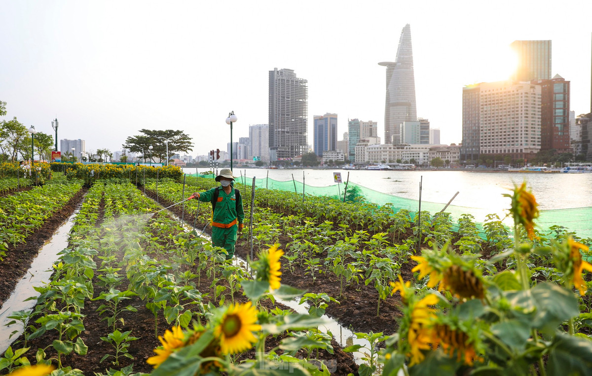 Sau thời gian cải tạo, bờ sông dọc theo đường Nguyễn Thiện Thành từ hầm Thủ Thiêm đến cầu Ba Son đã được san lấp mặt bằng, trồng cây xanh, làm công viên. Những ngày qua, tại công viên bờ sông Sài Gòn, các công nhân tất bật bứng hoa hướng dương, sắp xếp lại vườn hoa để chuẩn bị trồng bổ sung 20.000 cây hoa mới chào đón Tết nguyên đán Giáp Thìn đang đến gần.