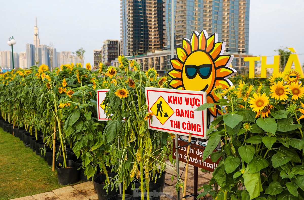 Những luống đất vừa được bứng cây đi, các công nhân sẽ bổ sung đất, xơ dừa rồi dùng máy xới cho đất tơi xốp trước khi trồng lại, hứa hẹn cho lứa hoa mới cao hơn, đẹp hơn phục vụ du khách tham quan.