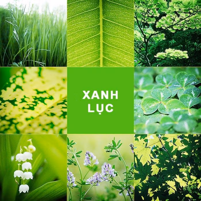 Màu xanh lục thường liên quan đến đồ ăn, do đó nó khá phổ biến ở các cửa hàng và nhà bếp. Một chút màu xanh trong nhà (chẳng hạn cây xanh) có thể mang lại sức sống cho căn nhà của bạn.