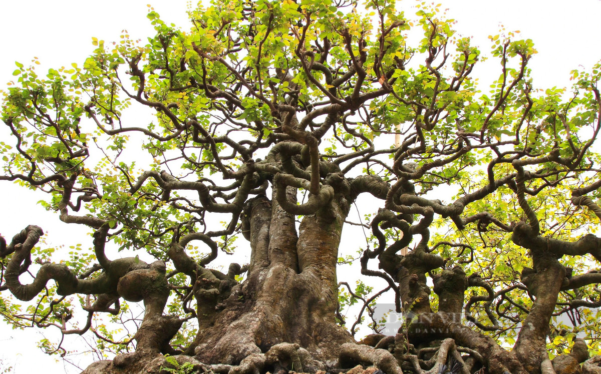 Cay khe co thu 190 tuoi phat gia 2 ty tai cho hoa xuan-Hinh-3