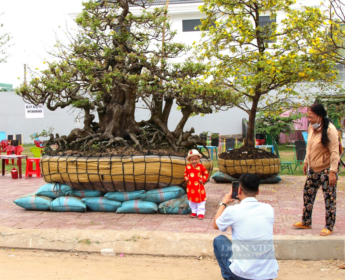 Cay khe co thu 190 tuoi phat gia 2 ty tai cho hoa xuan-Hinh-6