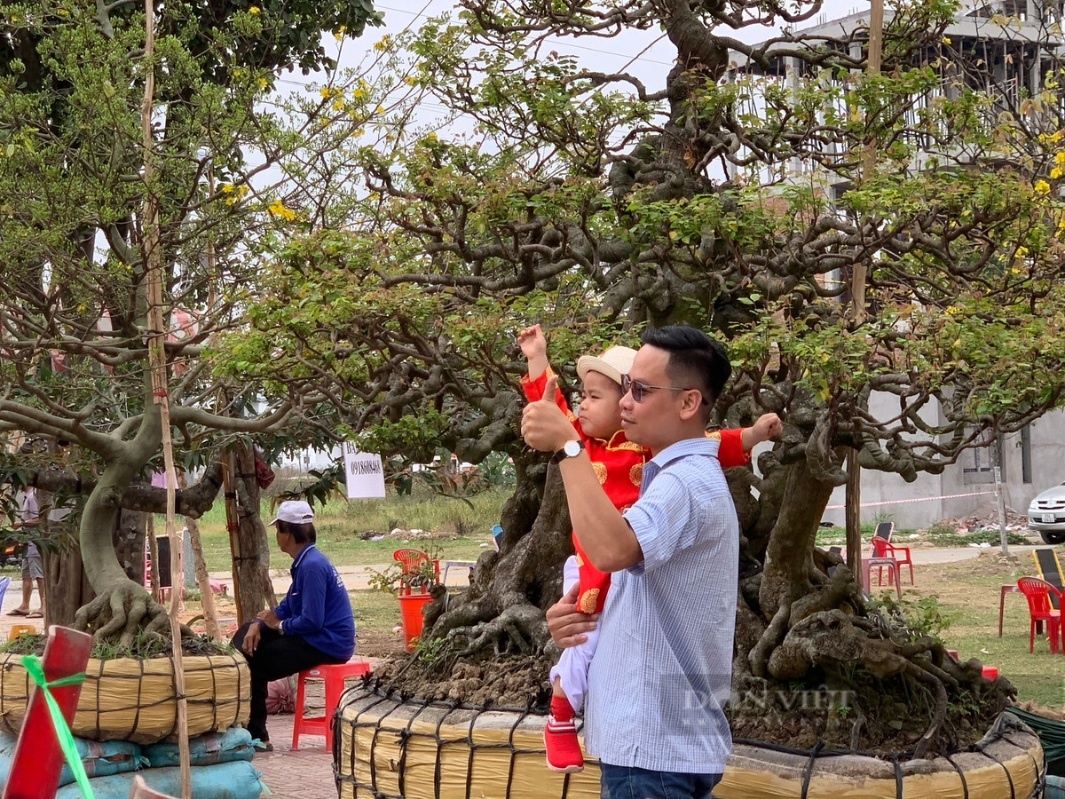 Cay khe co thu 190 tuoi phat gia 2 ty tai cho hoa xuan-Hinh-7