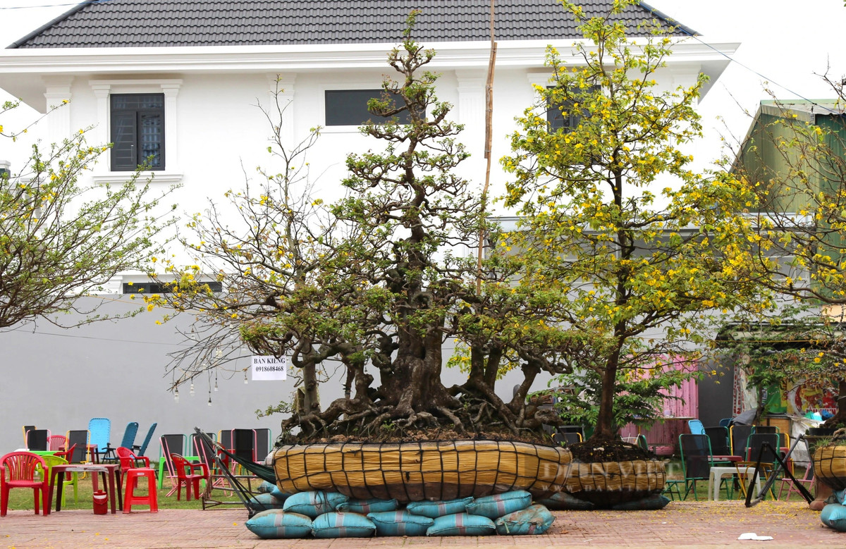 Cay khe co thu 190 tuoi phat gia 2 ty tai cho hoa xuan