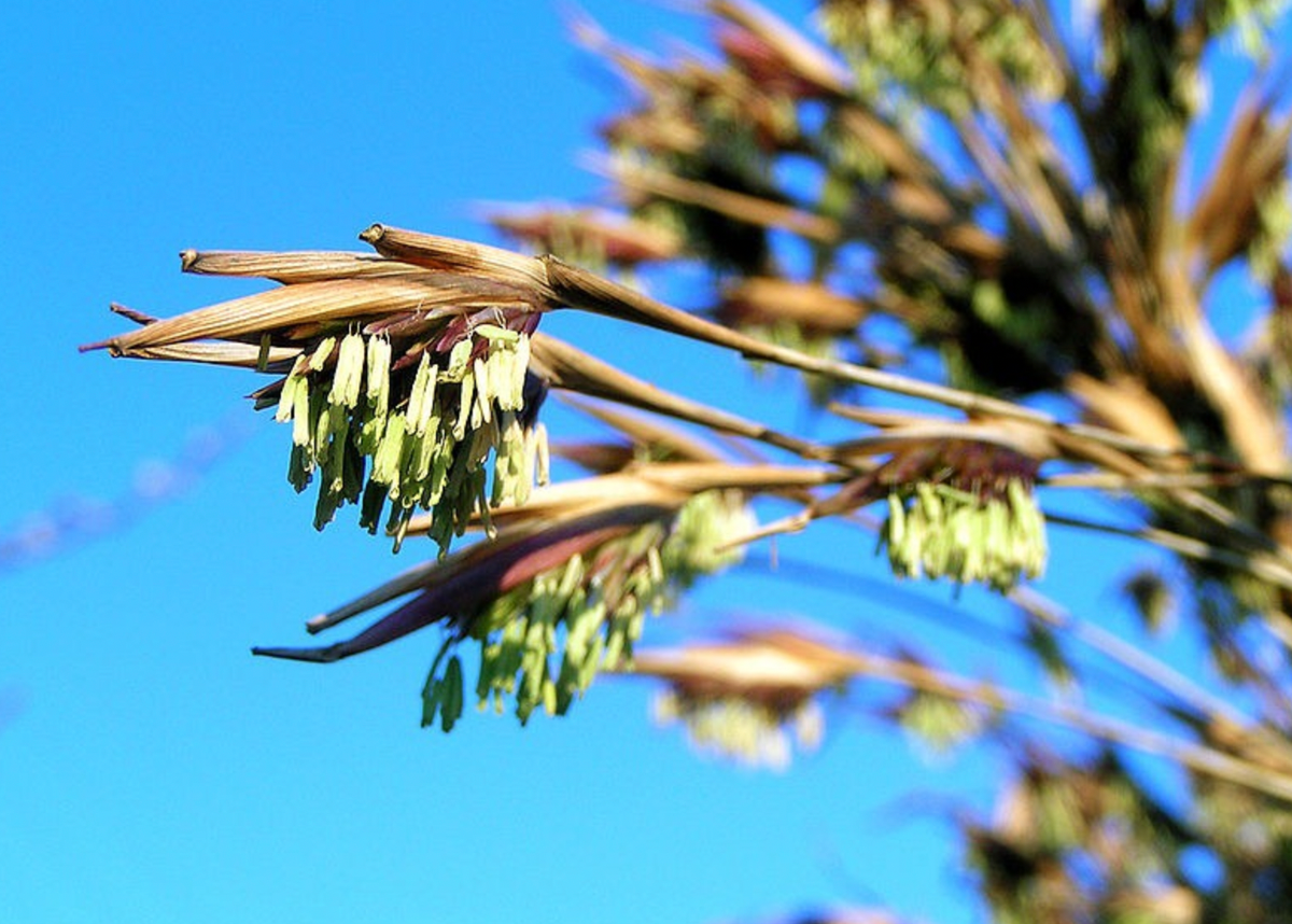 Tre trúc là loại cây cảnh mang tính biểu trưng cho văn hóa Việt. Tre trúc mọc thẳng biểu trưng cho người quân tử. Cây tre trong quan niệm dân gian là cây phong thủy tốt lành, biểu trưng cho người quân tử cho ý chí kiên cường. 