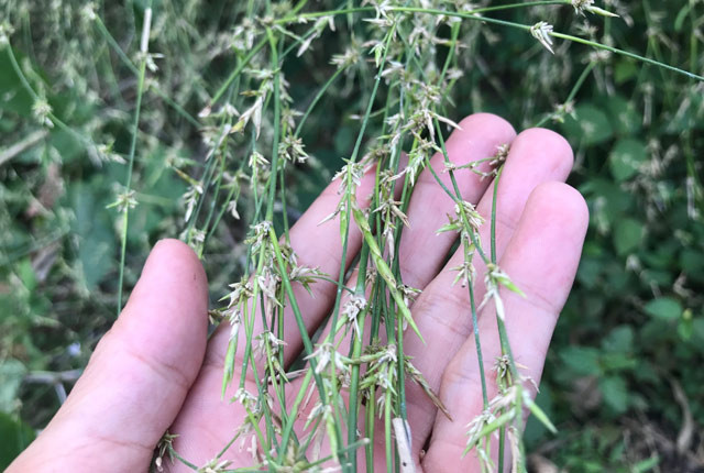  Họ nhà tre trúc vốn là cây có sức tăng trưởng rất nhanh nhưng lại là giống cây chậm ra hoa, có khi cả trăm năm mới ra hoa một lần. Thế nên trong dân gian rất ít khi thấy hoa tre. Thường người ta chỉ bắt gặp hoa tre ở những bụi tre già cổ, tre trong rừng.