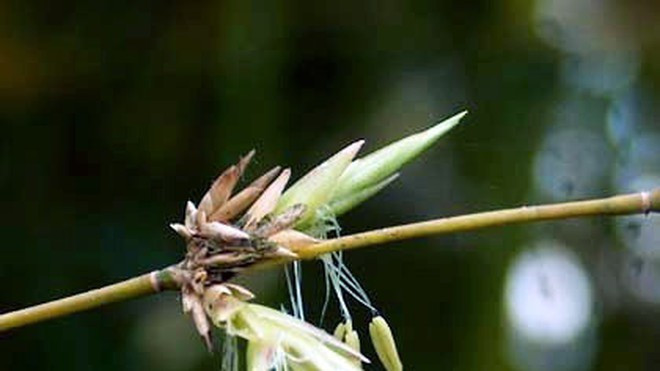 Hơn nữa theo sinh vật học thì hoa tre còn thu hút rất nhiều loài gặm nhấm. Những con vật này sẽ ăn hết gốc tre, phá hoại thêm một số cây trồng khác rồi gây nạn đói và bệnh dịch. 