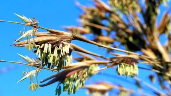 Thời xa xưa tre tre nở hoa thường là gắn với một dự báo sắp có hạn hán diện rộng. Mà với nền văn minh nông nghiệp lại không có thiết bị máy móc bơm nước như bây giờ nên hạn hán là mất mùa, là nỗi kinh hoàng hơn bao giờ hết. Bởi vậy với người xưa cây tre cây trúc ra hoa là nỗi khiếp sợ.