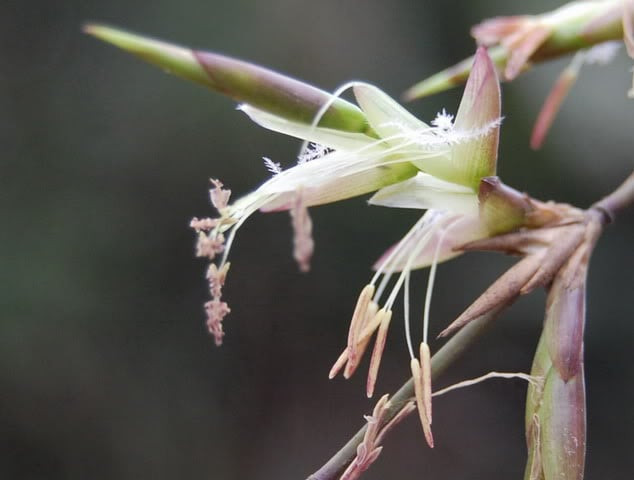 Thế nên thấy tre nở hoa là hiếm gặp. Hoa trẻ nở có màu vàng nhạt, nở thành chùm lớn. Tuy nhiên, sau khi hoa nở thì cả cụm tre (hoặc rừng tre) sẽ bị tàn rụi và tới vài năm sau, chúng mới đâm chồi trở lại.