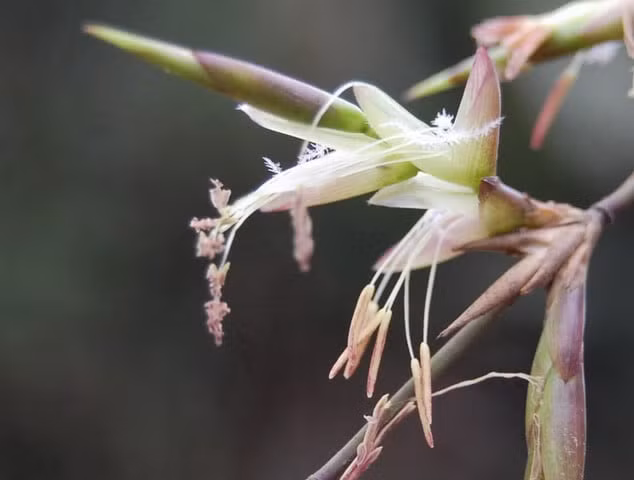Thế nên thấy tre nở hoa là hiếm gặp. Hoa trẻ nở có màu vàng nhạt, nở thành chùm lớn. Tuy nhiên, sau khi hoa nở thì cả cụm tre (hoặc rừng tre) sẽ bị tàn rụi và tới vài năm sau, chúng mới đâm chồi trở lại.