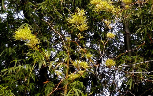 Thế nên khi cây tre cây trúc ra hoa là điềm báo sắp có thiên tai gì đó hoặc chứng tỏ chúng sắp kết thúc sinh mệnh. Bởi vậy khi cây tre trúc ra hoa là lúc cây lụi tàn và báo điềm xui cần phải di chuyển hoặc chặt bỏ chúng.