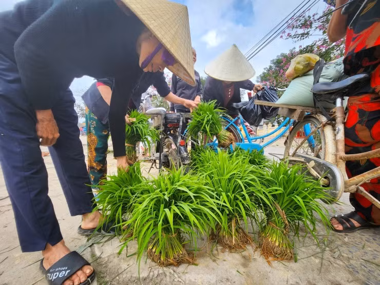 "Mạ được bán ở đây của một số hộ còn thừa do gieo cấy dày quá nên họ tỉa ra bớt rồi mang đi bán. Một số hộ họ gieo nhiều để sau Tết đi dặm nhưng đủ rồi nên mang đi bán. Còn người đến mua thì thiếu mạ vì không có dự phòng", bà Trần Thị Loan (63 tuổi, trú xã Thanh Khai, Thanh Chương) chia sẻ.