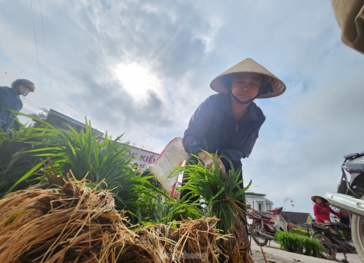 Bà Nguyễn Thị Lan (trú xã Thanh Khai, huyện Thanh Chương) cho hay, năm nay ruộng lúa của gia đình bà bị ốc bươu vàng tàn phá nên cây bị chết nhiều. Sau Tết, bà Lan phải ra chợ để mua mạ về dặm thêm cho ruộng. Nếu không dặm, vụ mùa này lúa của gia đình bà thất thu.