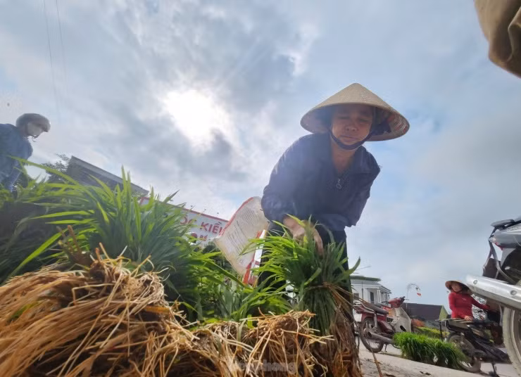 Bà Nguyễn Thị Lan (trú xã Thanh Khai, huyện Thanh Chương) cho hay, năm nay ruộng lúa của gia đình bà bị ốc bươu vàng tàn phá nên cây bị chết nhiều. Sau Tết, bà Lan phải ra chợ để mua mạ về dặm thêm cho ruộng. Nếu không dặm, vụ mùa này lúa của gia đình bà thất thu.