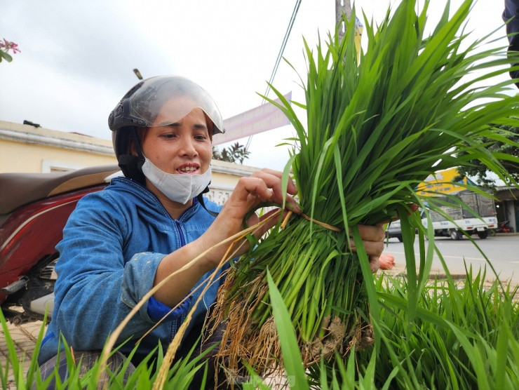 Sau Tết, chị Nguyễn Thị Lương (SN 1984, trú xã Thanh Lương, huyện Thanh Chương) nhổ mạ đi dặm cho 4 sào ruộng. Khi việc dặm lúa đã hoàn tất, chị Lương bó mạ thành từng bó riêng biệt rồi mang ra chợ bán cho người cần.