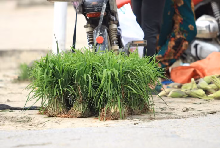 Những bó mạ được mua bán chỉ bằng nắm tay với khoảng hơn 100 cây lúa. Sau khi được nhổ từ ruộng, người dân sẽ rửa bớt lớp bùn đất rồi bó lại đi bán.