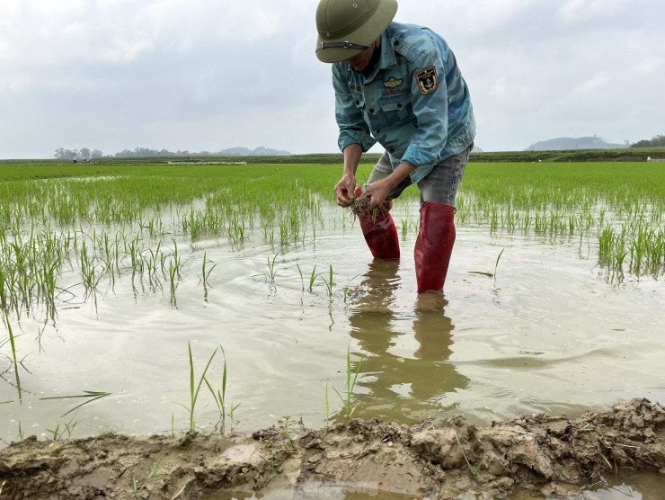 Sau khi mua mạ về, người dân lại tranh thủ mang ra ruộng để dặm cho kịp. Anh Nguyễn Phùng Đăng (trú xã Xuân Tường, huyện Thanh Chương) cho biết, năm nay nhiều người phải bỏ ra một khoản tiền lớn để mua mạ về dặm cho ruộng. Ngoài nạn ốc bươu vàng, nhiều ruộng của người dân cũng bị ảnh hưởng bởi thời tiết thất thường.