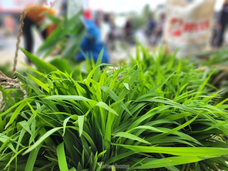 Bó mạ được người dân đặt ngay ngắn trên vỉa hè để người mua đến lựa chọn. Giá mạ cũng được người mua người bán tự thỏa thuận với nhau tùy vào độ lớn nhỏ của cây mạ, giống lúa.