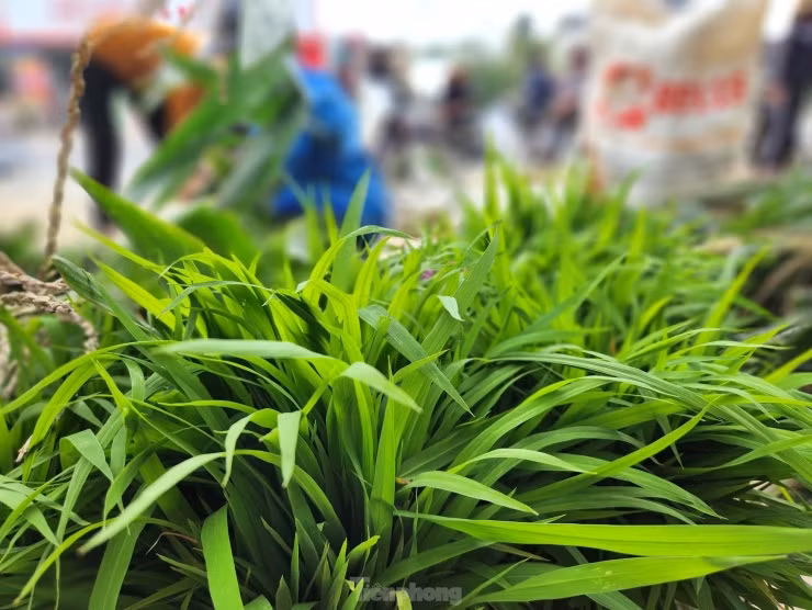 Bó mạ được người dân đặt ngay ngắn trên vỉa hè để người mua đến lựa chọn. Giá mạ cũng được người mua người bán tự thỏa thuận với nhau tùy vào độ lớn nhỏ của cây mạ, giống lúa.