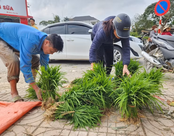 Nếu người bán mạ được vài trăm nghìn mỗi ngày thì người mua có khi phải bỏ ra từ 500 đến cả triệu đồng mới đủ mua mạ về dặm cho kín ruộng của gia đình.