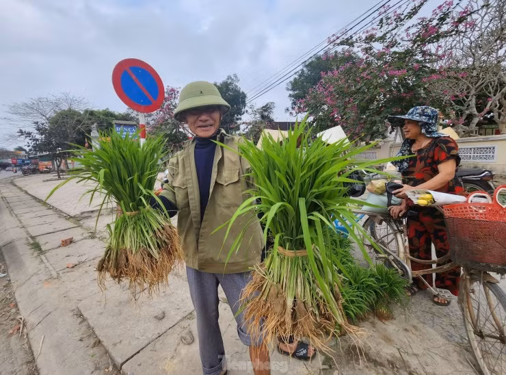 Thông thường, mỗi bó mạ được bán tại chợ chỉ từ 10 đến 15 nghìn đồng.