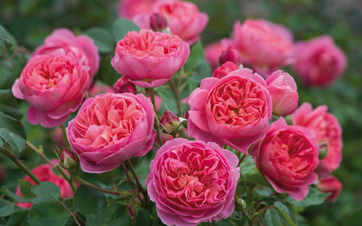 Hoa hồng nhiều loại không hợp thắp hương: Hoa hồng có rất nhiều giống loại. Đặc biệt ngày nay có nhiều giống hoa hồng cổ được phục hồi và hoa hồng lai nhập ngoại dáng đẹp xinh nhưng chỉ hợp để chiêm ngưỡng và trưng ở phòng khách. 