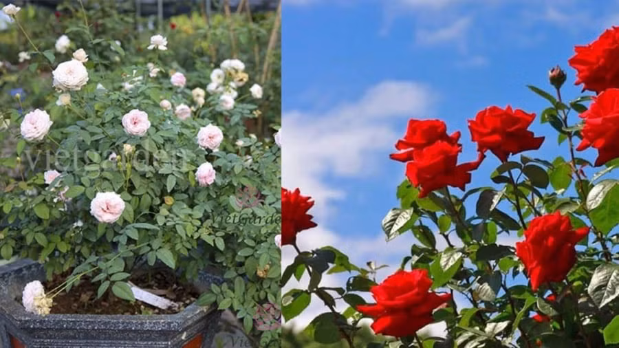  Chú ý số bông trong khi thắp hương: Số lẻ là số dương, thể hiện sự phát triển, số chẵn là số âm thể hiện sự ngừng vận động. Do đó khi cắm vào bình thì nên chọn số cành hoa là số lẻ. 