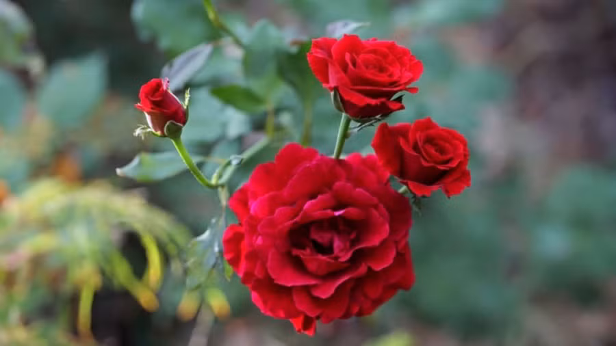  Hoa cúng dâng thần linh cầu xin tài lộc, mong tiền bạc tài vận hanh thông. Thế nên hoa hồng tên rất hay và màu sắc hoa đẹp, dáng đẹp nhưng chúng lại có một số yếu tố không hợp phong thủy nên người dâng cúng cần khéo xử lý.