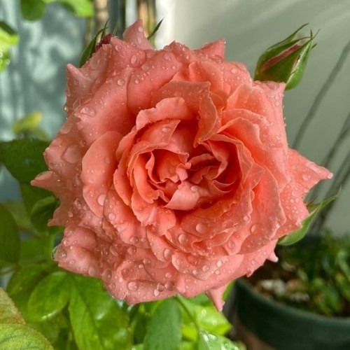  Tránh chọn những loại hoa hồng đẹp nhưng dáng gục cúi mặt xuống để thắp hương vì sẽ biểu trưng cho sư không trang nghiêm không may mắn. Hoa hồng thắp hương nên chọn hoa hồng đỏ cành thẳng cứng cáp, không nên thắp hương hoa hồng leo bông đẹp nhưng cành mềm