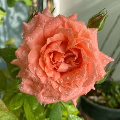  Tránh chọn những loại hoa hồng đẹp nhưng dáng gục cúi mặt xuống để thắp hương vì sẽ biểu trưng cho sư không trang nghiêm không may mắn. Hoa hồng thắp hương nên chọn hoa hồng đỏ cành thẳng cứng cáp, không nên thắp hương hoa hồng leo bông đẹp nhưng cành mềm