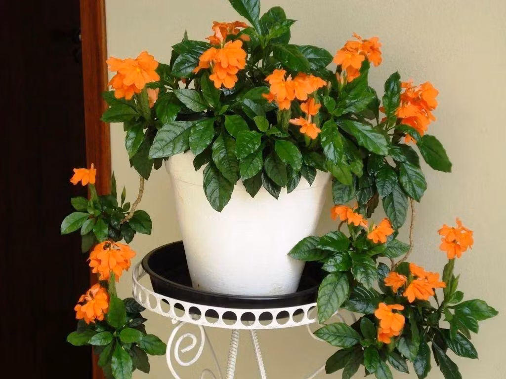  Chúng có màu cam cá hồi, ngả màu cam cà rốt vô cùng rực rỡ. Sắc màu vừa mạnh mẽ vừa dịu dàng ấm áp của hỏa hoàng khiến mọi người không thể rời xa.