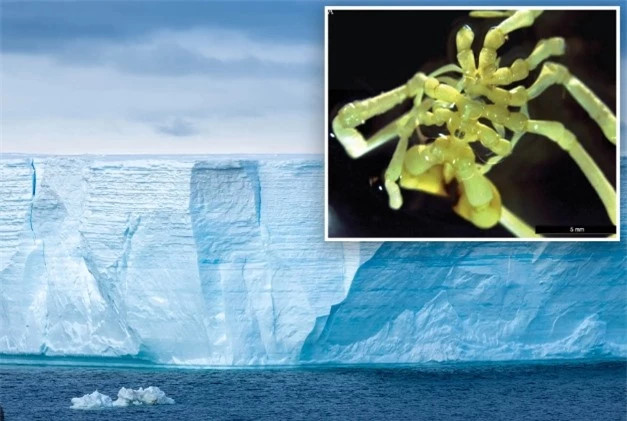 Khám phá loài nhện trông như "bộ xương khô", sống dưới đáy biển ảnh 2