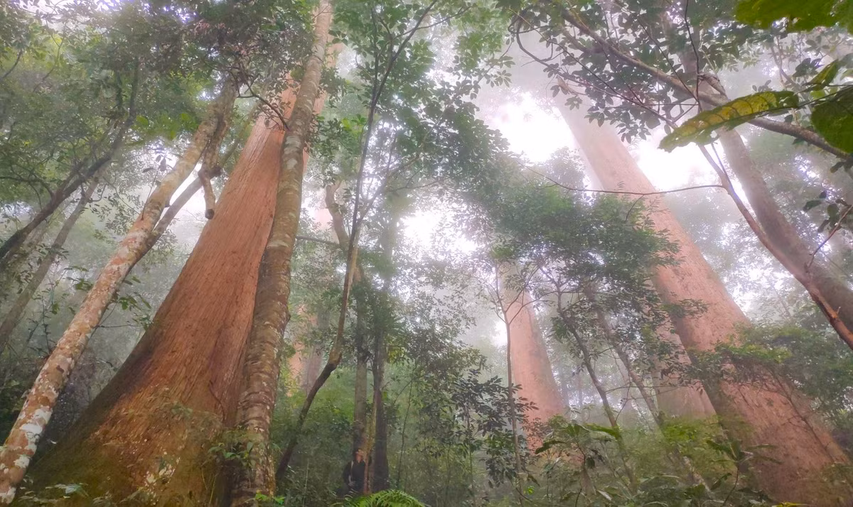 Bên trong khu rừng có có cả quần thể với những cây Sa mu to lớn khác. Để đi đến được khu vực cây Sa mu dầu "khổng lồ" này, người dân, lực lượng chức năng phải lội bộ cả ngày trời mới tới.