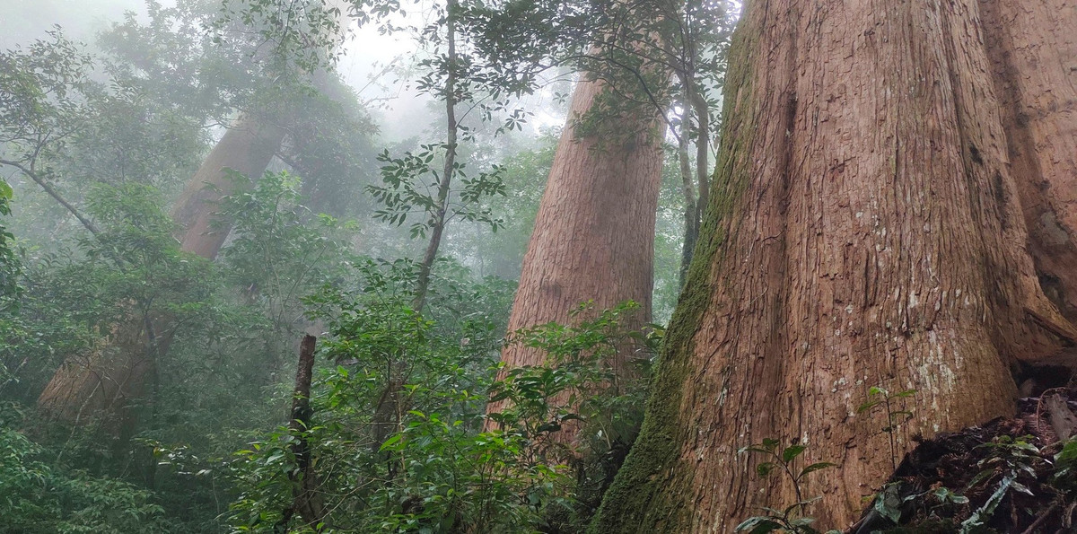 Sa mu dầu là nguồn gen quý hiếm thuộc nhóm 1A trong Danh mục thực vật rừng, động vật rừng nguy cấp, quý hiếm và được ghi trong Sách Đỏ Việt Nam. Loài cây này không chỉ có ý nghĩa về mặt khoa học mà còn có giá trị kinh tế rất cao. Gỗ Sa mu dầu là loại gỗ quý, bền, ít mối mọt, có mùi thơm đặc trưng, hoa vân, màu sắc rất đẹp. Sa mu dầu đang đối mặt với nguy cơ đe dọa tuyệt chủng và cần sự ưu tiên trong công tác bảo tồn.