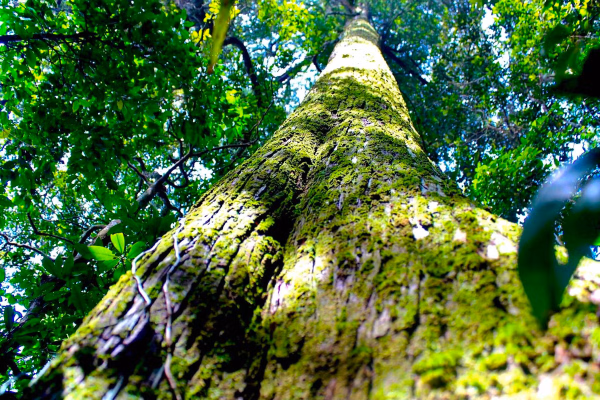 Ngoài quần thể cây Sa mu dầu "khổng lồ", trong Vườn quốc gia Pù Mát cũng có hệ thực vật đa dạng phong phú với nhiều loài, nhiều cây cổ thụ.