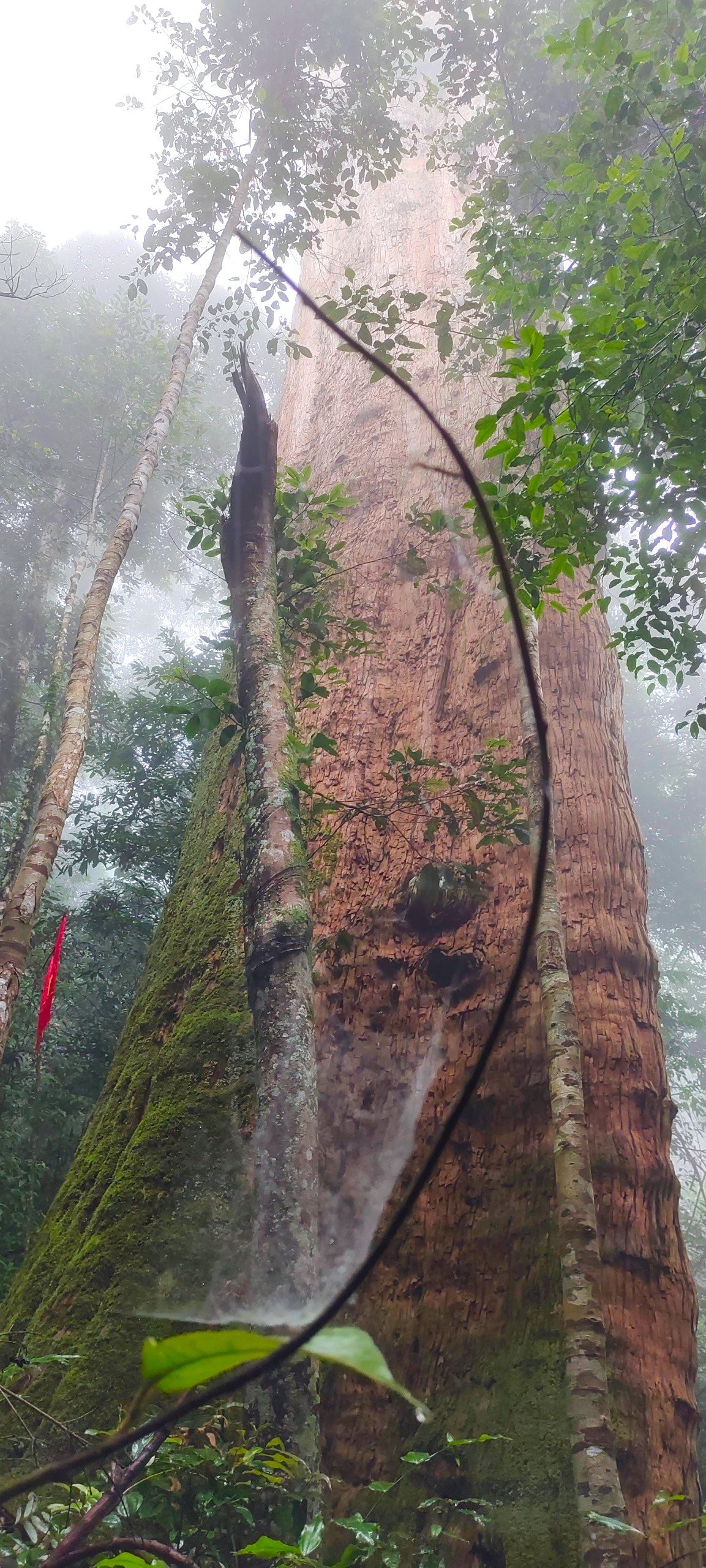 Cây Sa mu dầu có tên khoa học là Cunninghamia konishii Hayata, thuộc họ Hoàng đàn (Cupressaceae). Đồng bào dân tộc Thái tại huyện Con Cuông (Nghệ An) gọi cây này là cây Mậy Pẹc. Cây Sa mu chủ yếu phân bố trong những cánh rừng nguyên sinh chạy dọc biên giới Việt - Lào, khu vực hỗn giao giữa cây lá rộng và cây lá kim, với độ cao trên 1.000 m so với mực nước biển, và là nơi có độ dốc từ 12 độ đến 40 độ. Riêng cây Sa mu dầu di sản này nằm ở thượng nguồn Khe Bu thuộc địa bàn xã Châu Khê (huyện Con Cuông).